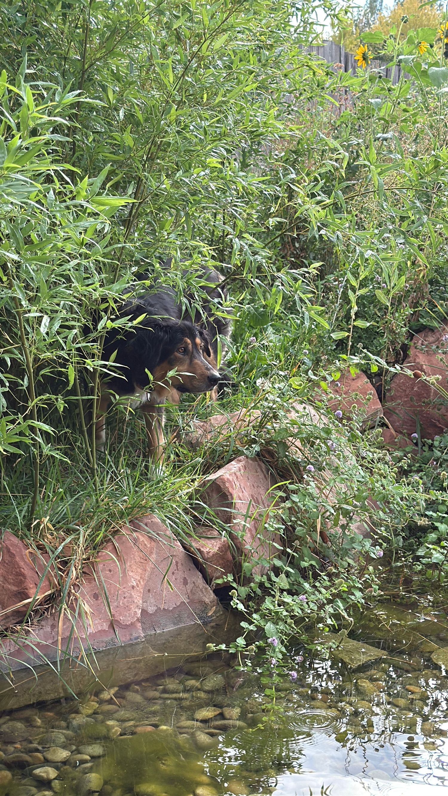 A dog guest exploring the shrubbery.