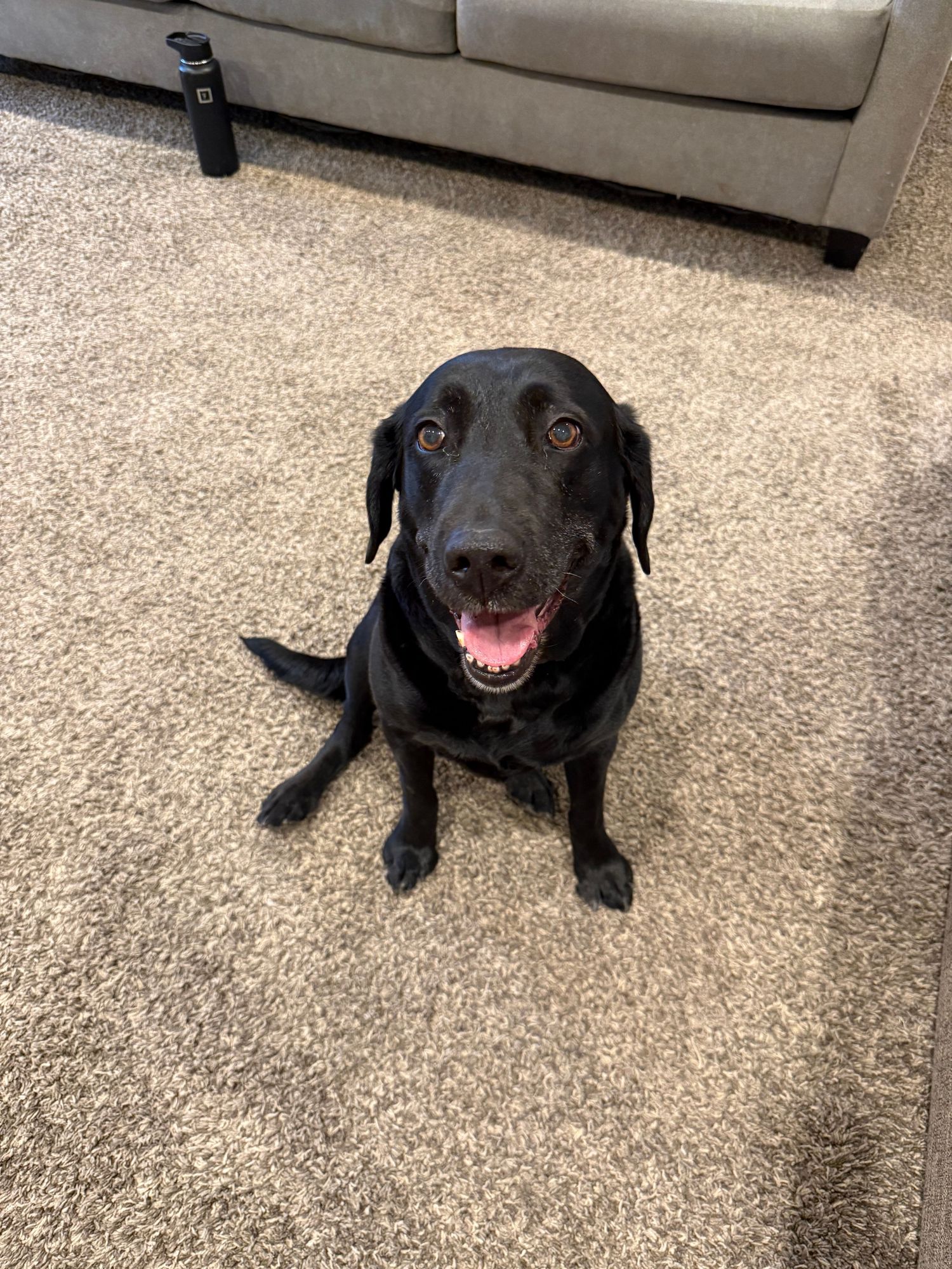 A black lab resting up after fetch.
