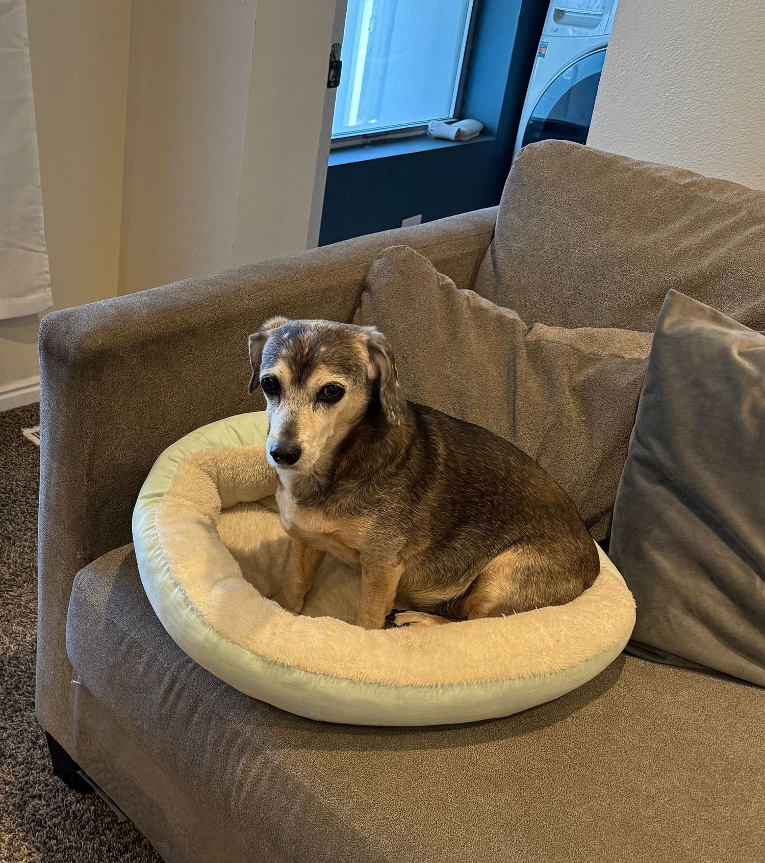A terrier comfortable on the couch.
