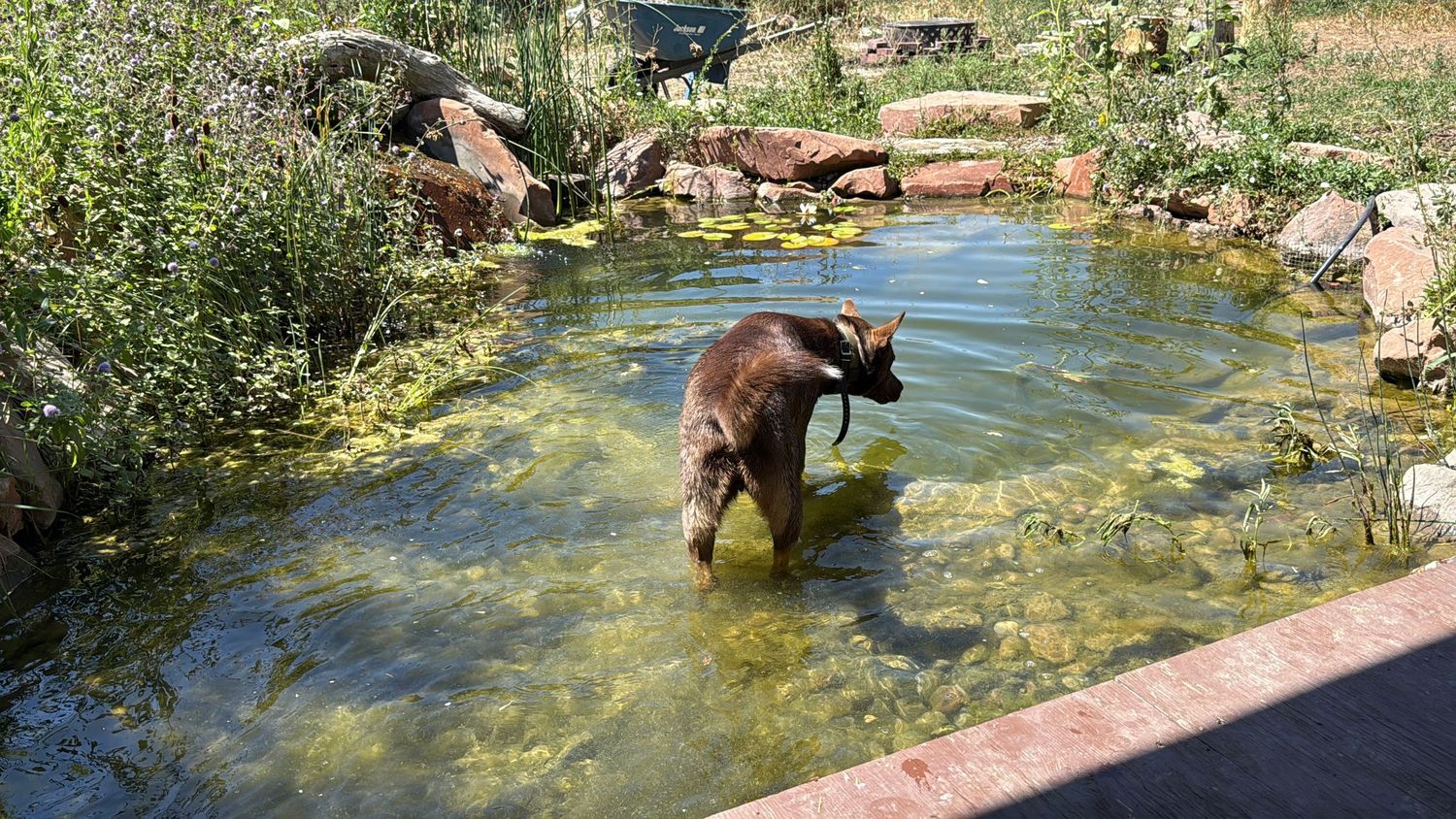 A dog cooling off in the pond in the summer heat.