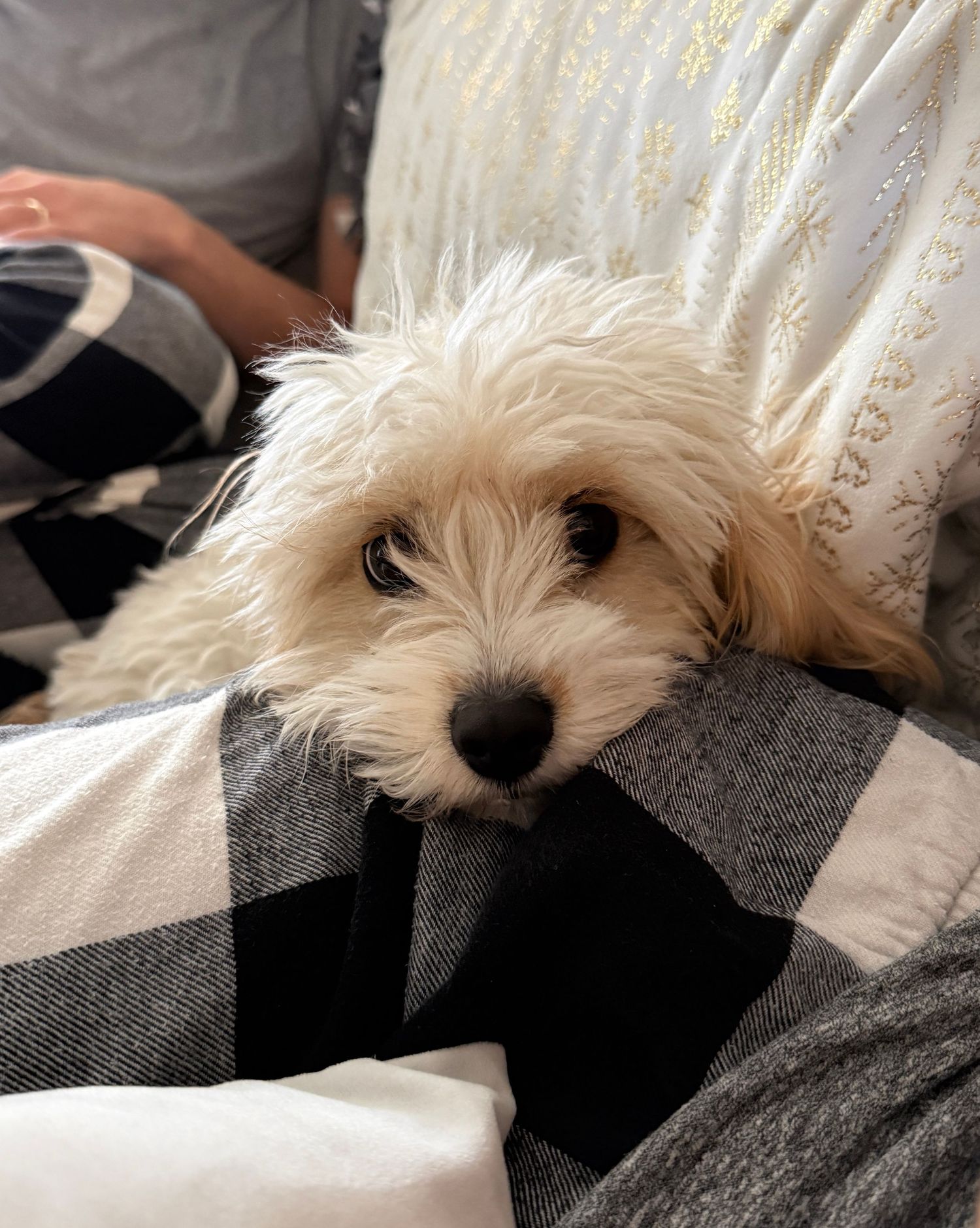 Couch snuggles with a small canine.