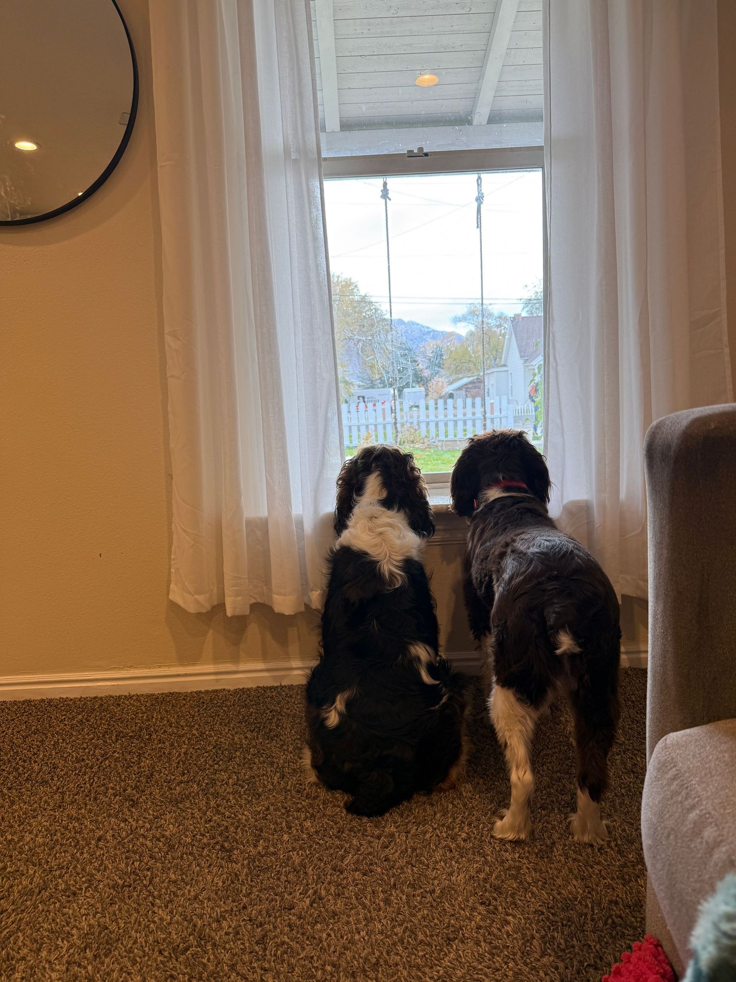 Window watching pup pals.