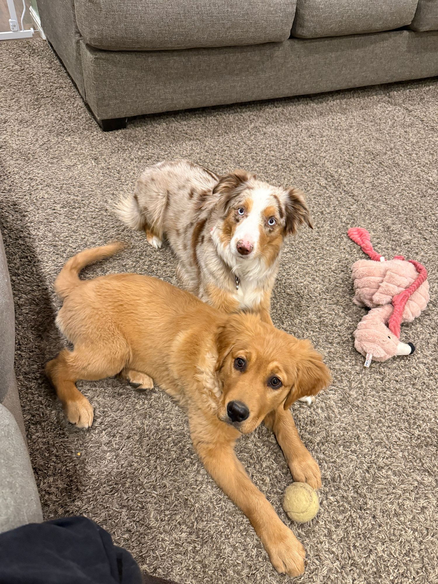 An aussie and a golden retriever.