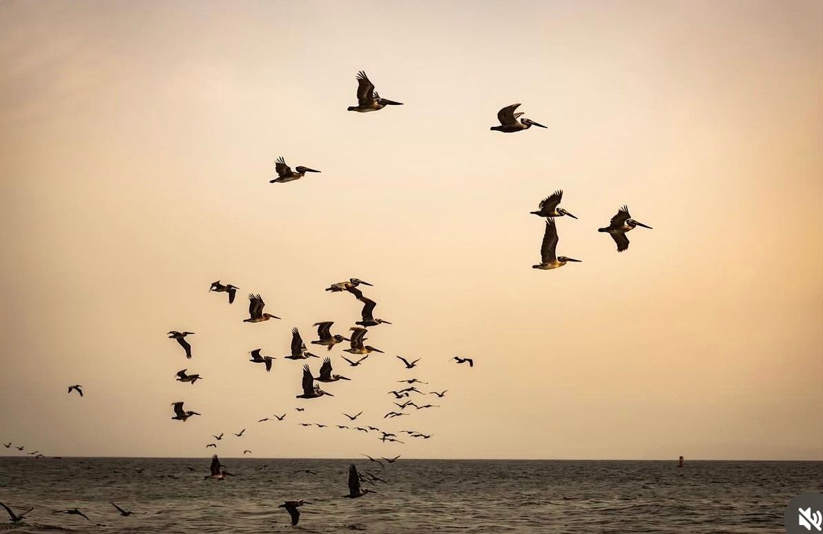 Flock of birds flying over calm ocean waters at sunset with warm golden sky in the background.