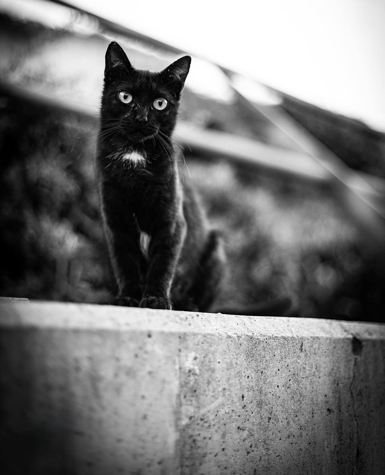 A black cat with bright eyes stands alert on a concrete wall in a black and white outdoor photo.