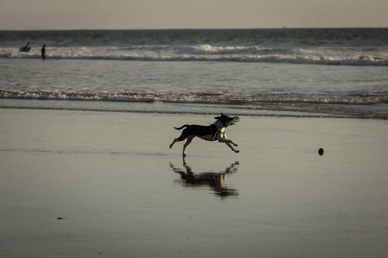 Black dog running energetically on a wet reflective beach chasing a ball near the ocean shoreline.