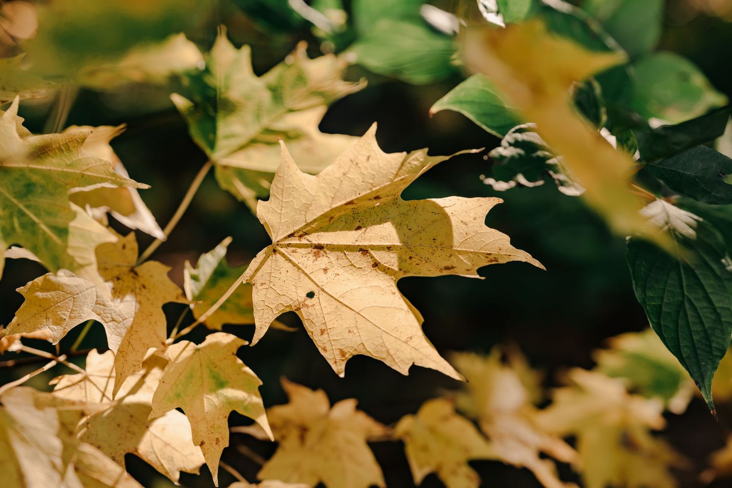 Golden yellow maple leaves with visible veins glowing in autumn light against a dark, blurred background of green foliage.