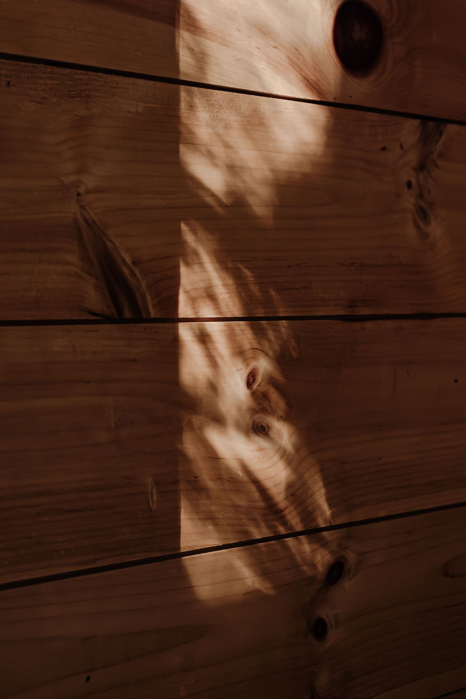 Warm sunlight and soft leaf shadows fall across rustic horizontal wood plank wall with visible knots and rich brown grain.