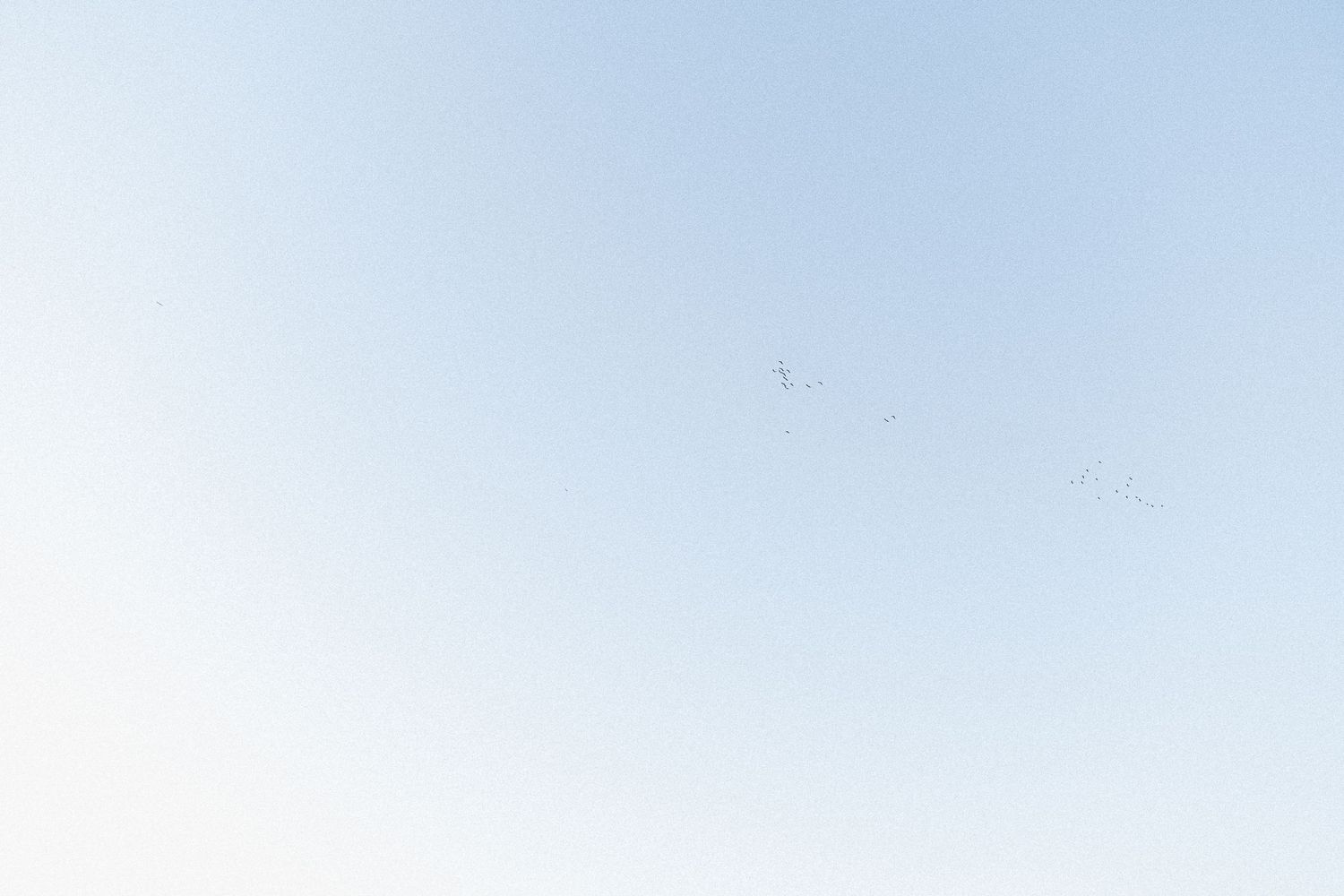Blue skies, and birds flying.