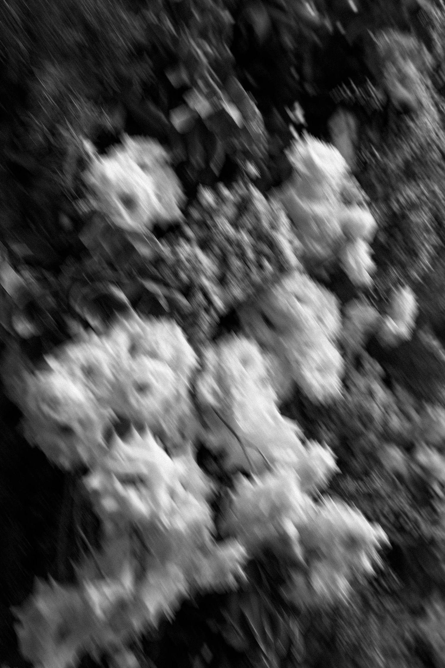 Black and white blurred photo of white flowers blooming against dark foliage background.