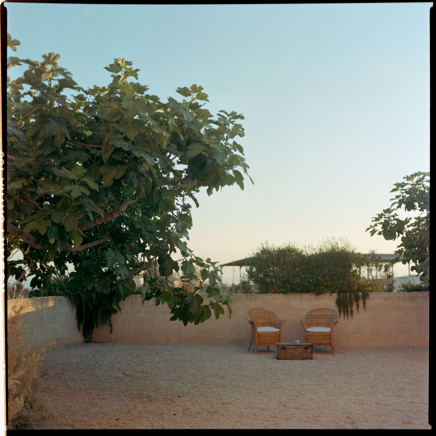 Two empty wooden lounge chairs sit on a sandy terrace at dusk with leafy tree branches framing the peaceful scene.