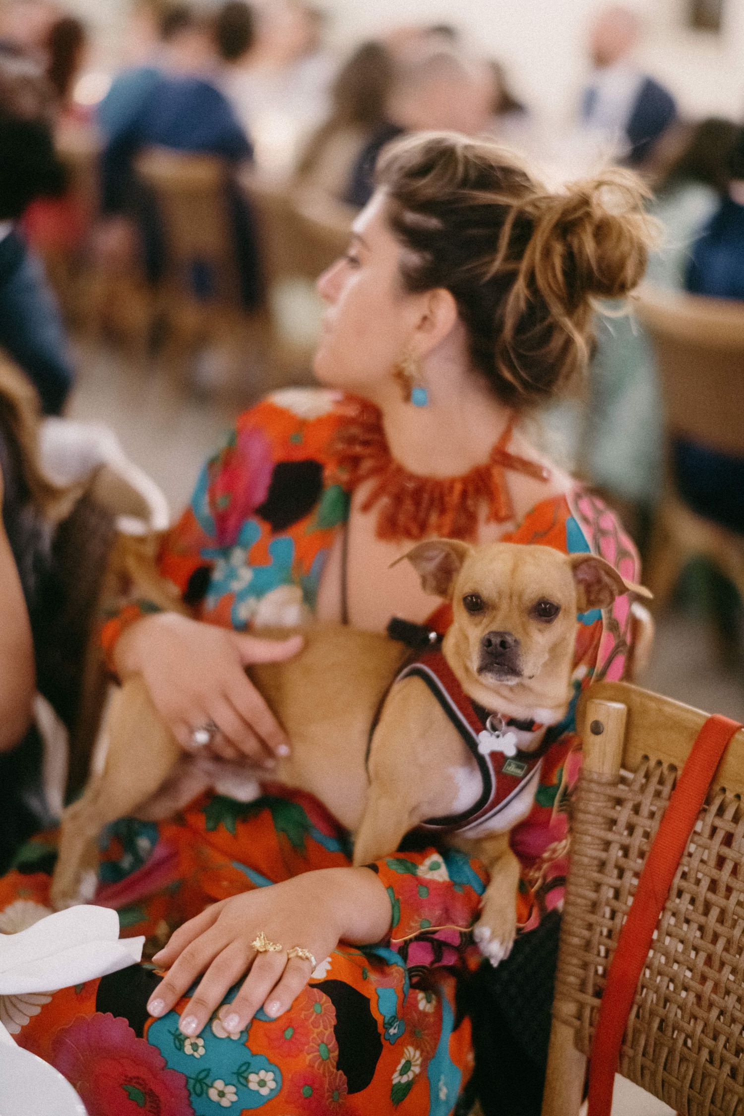 A small brown dog wearing a red harness sits attentively in a crowded indoor setting.