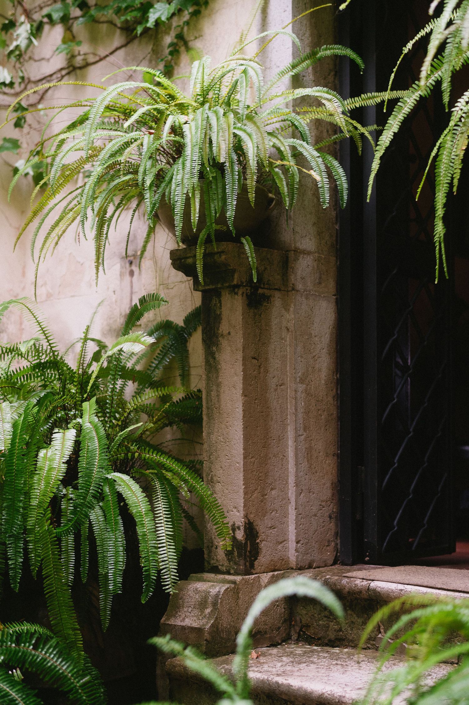 Lush green ferns cascade from hanging planters along a rustic stone wall in a peaceful garden setting.