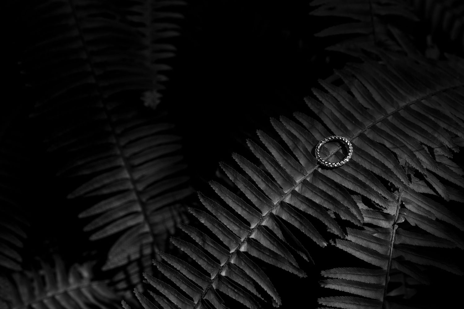 Close-up view of dark fern leaves creating a natural pattern against a black background.