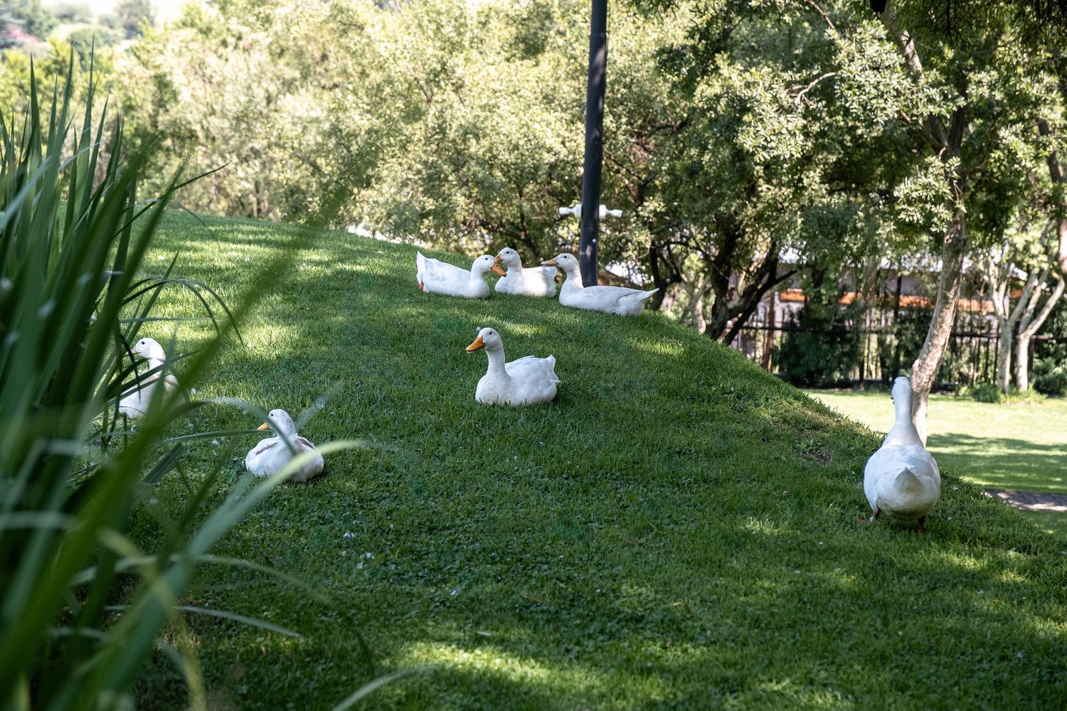 Group of white domestic geese resting on a green grassy hillside under shady trees in a garden.