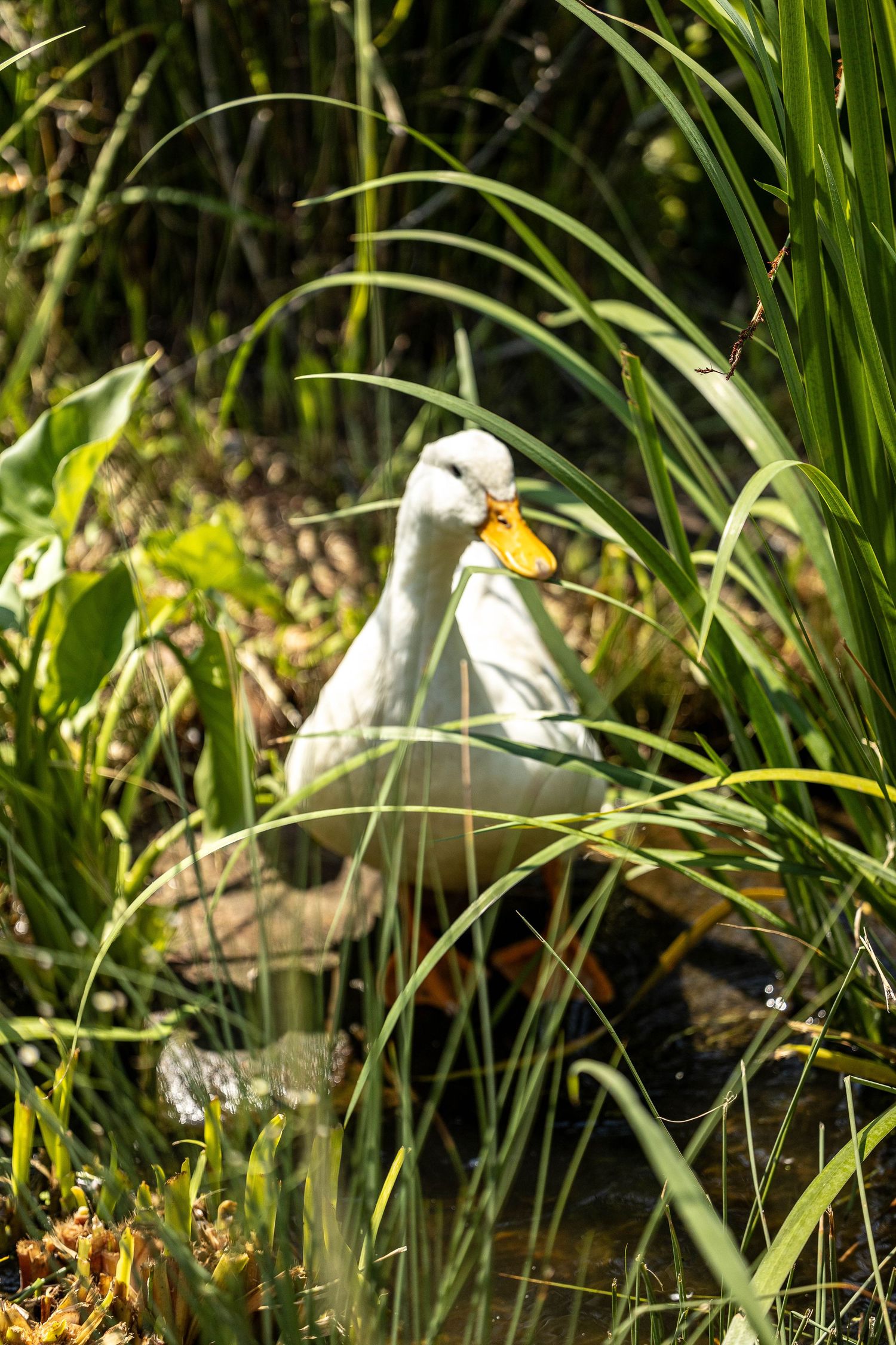 White Pekin duck standing among tall green reeds and lush vegetation near a pond in natural sunlight.