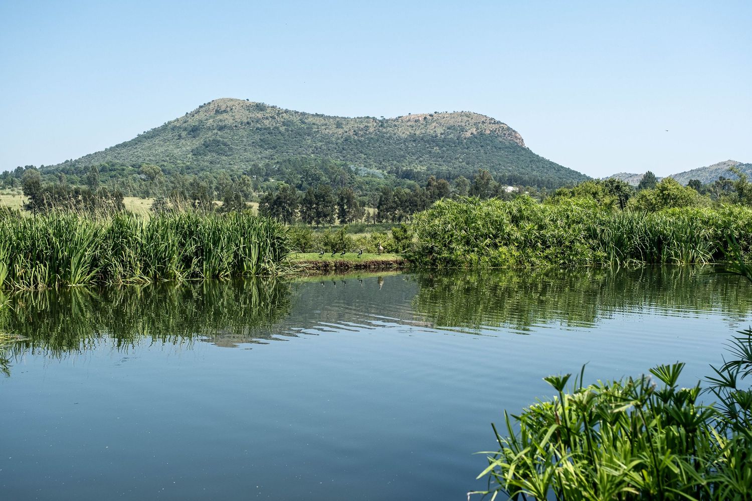 Serene lake reflecting a mountain and lush green trees under a clear blue sky in South Africa.