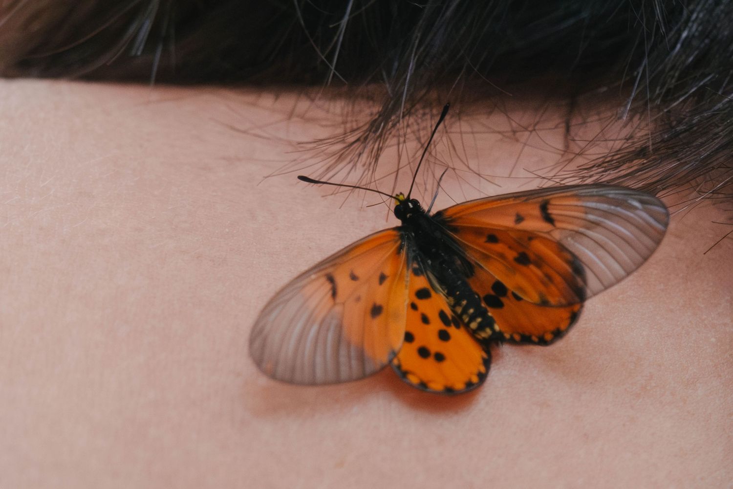 Vibrant orange and black butterfly with spotted wings resting on a persons bare shoulder near hair.