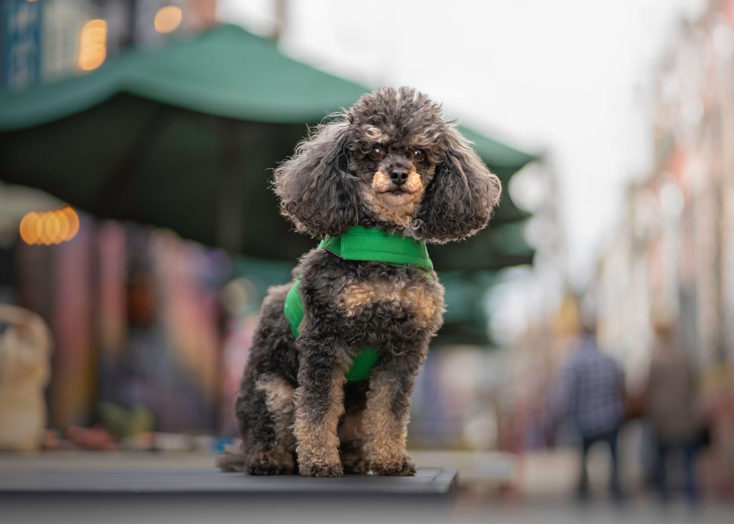 Curly-haired toy poodle with green harness sitting on urban sidewalk with blurred city background.