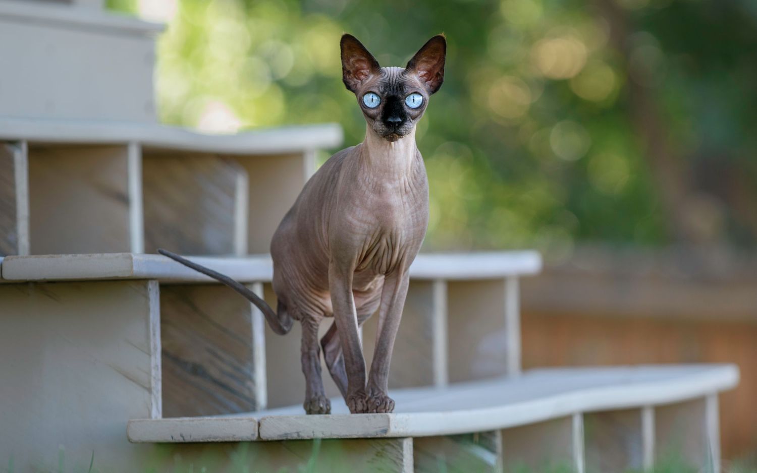 Small chihuahua dog walking down white wooden stairs in a garden setting.