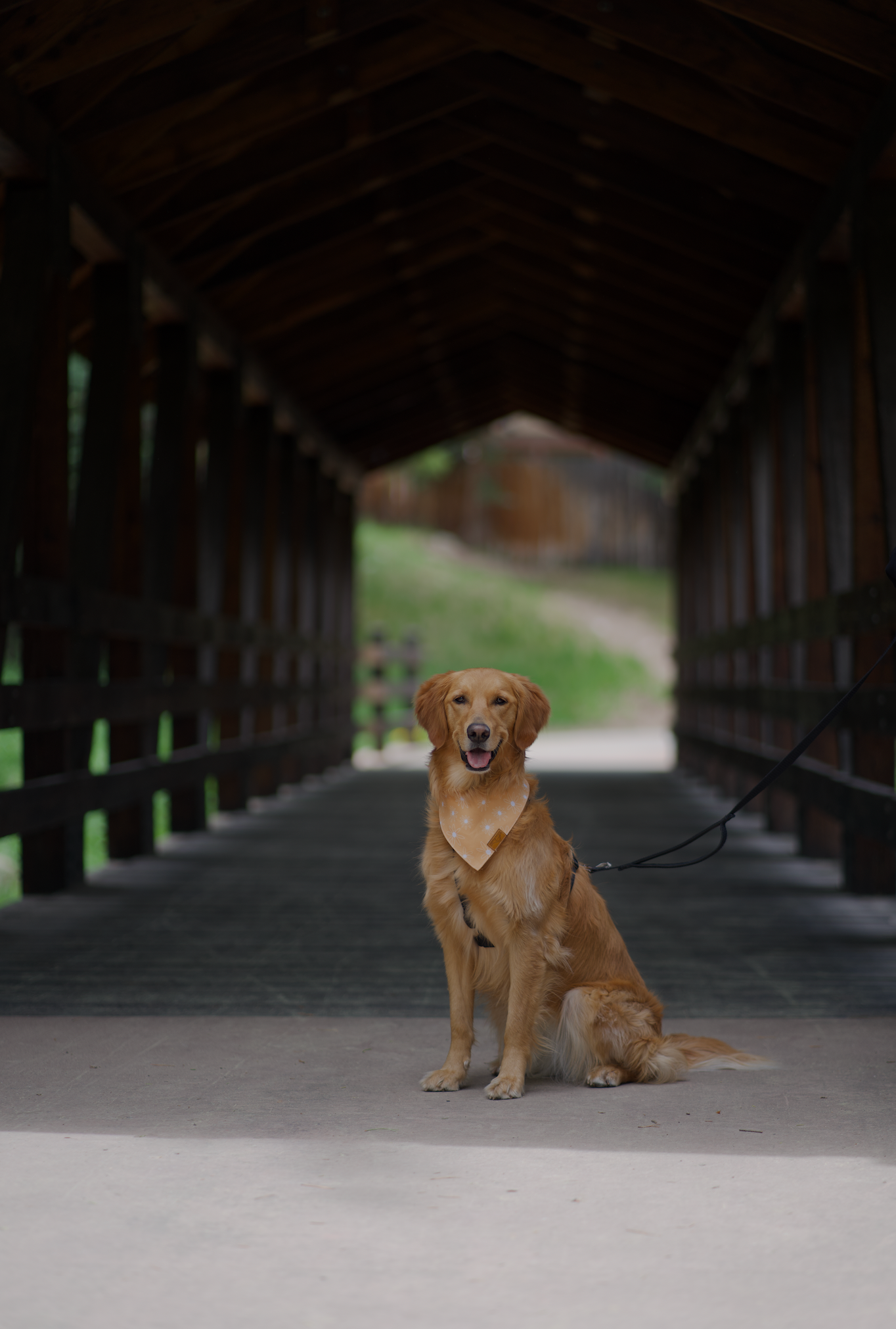 A golden retriever sits on a leash inside a rustic covered wooden bridge with a green landscape visible at the end.