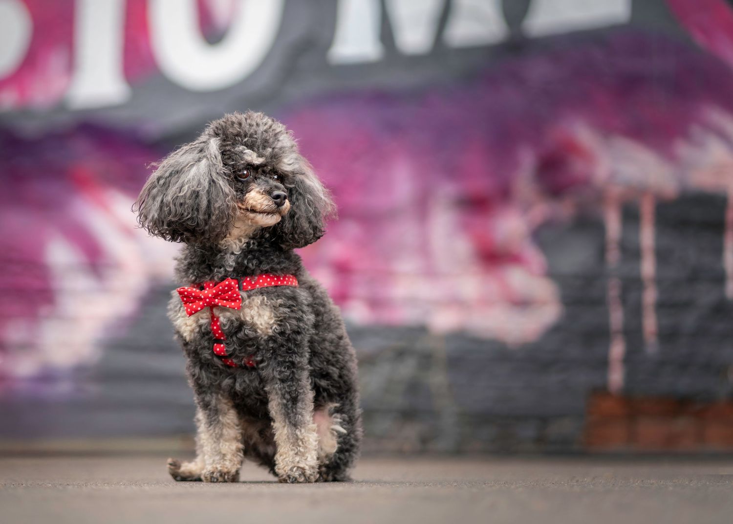 A well-groomed toy poodle with a red bow tie sits in front of pink graffiti art.