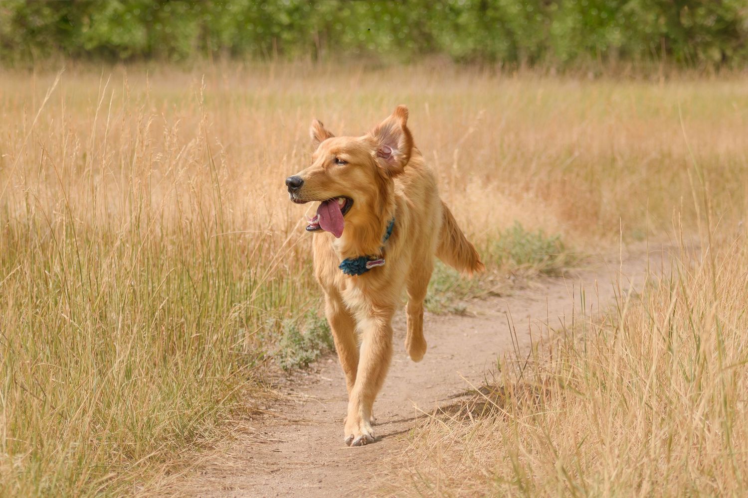 Happy golden retriever mix dog running on a dirt trail through tall golden grass on a sunny day.
