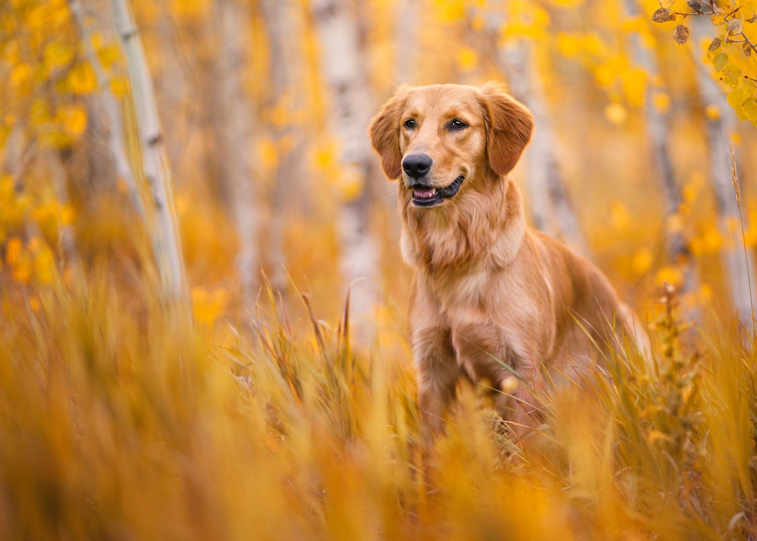 Golden retriever dog sitting in tall yellow autumn grass during sunset.