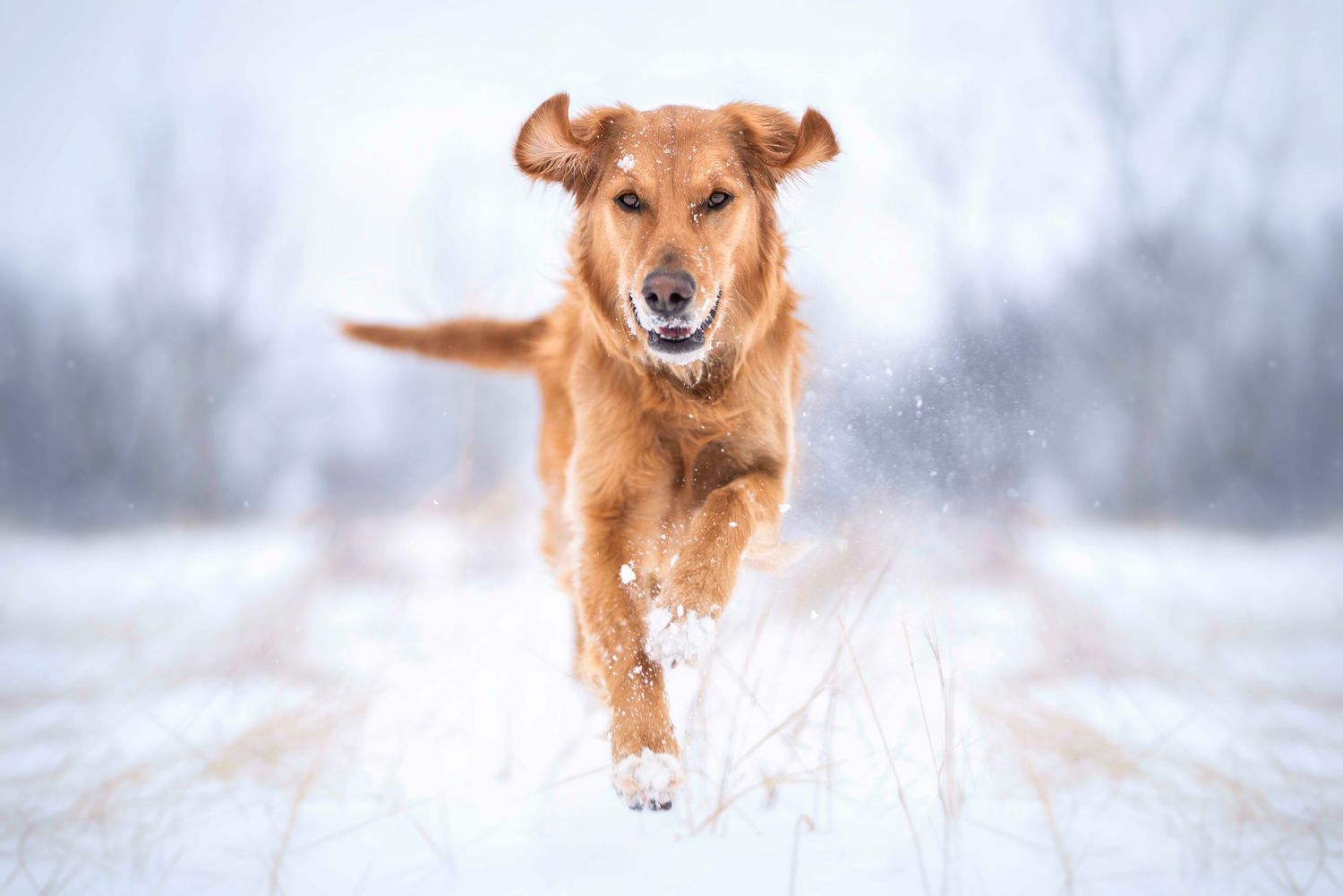 Golden retriever dog joyfully running through snow in winter landscape with blurred snowy trees in background.