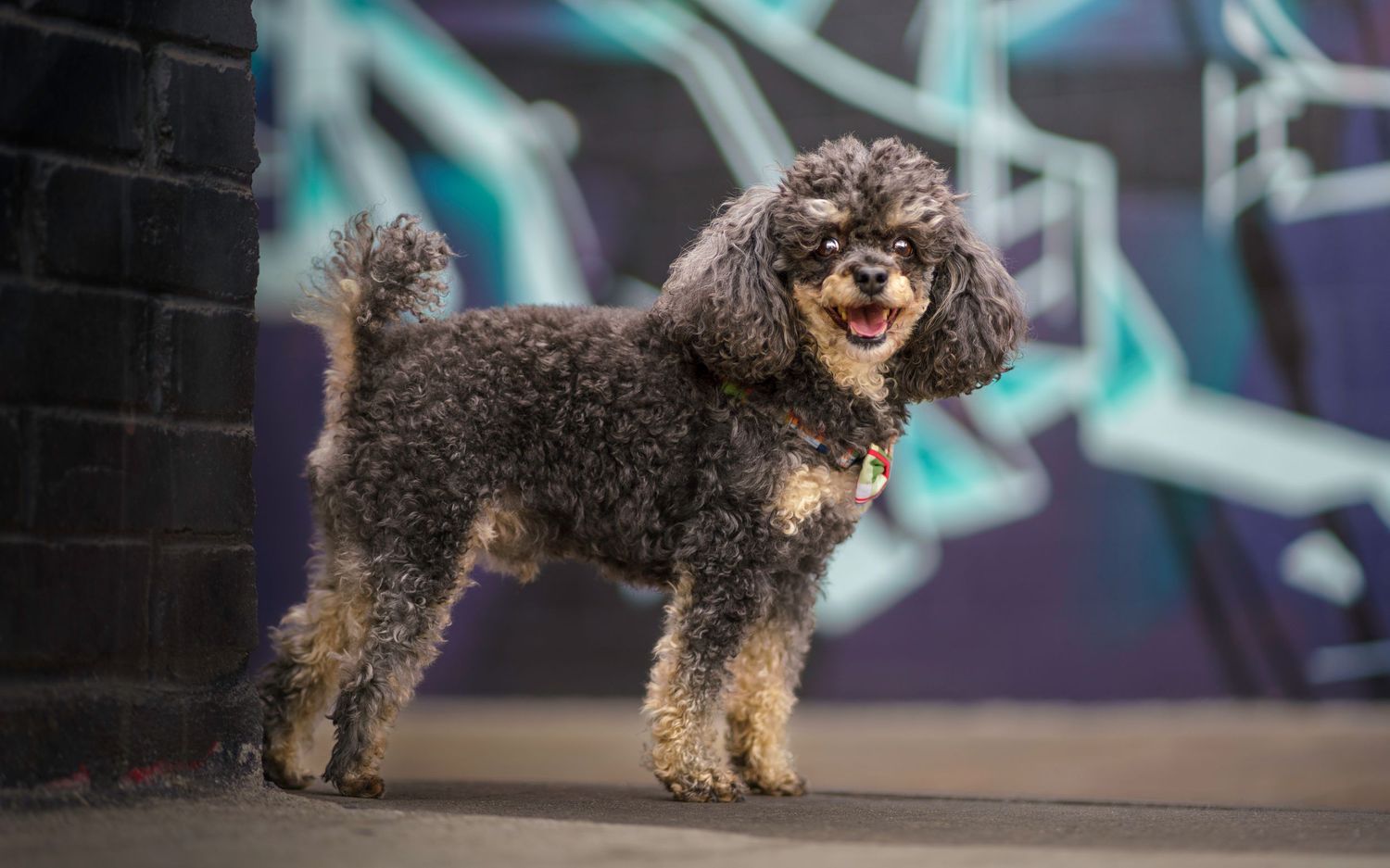 Energetic dark-colored poodle mix running and playing against a graffiti backdrop.