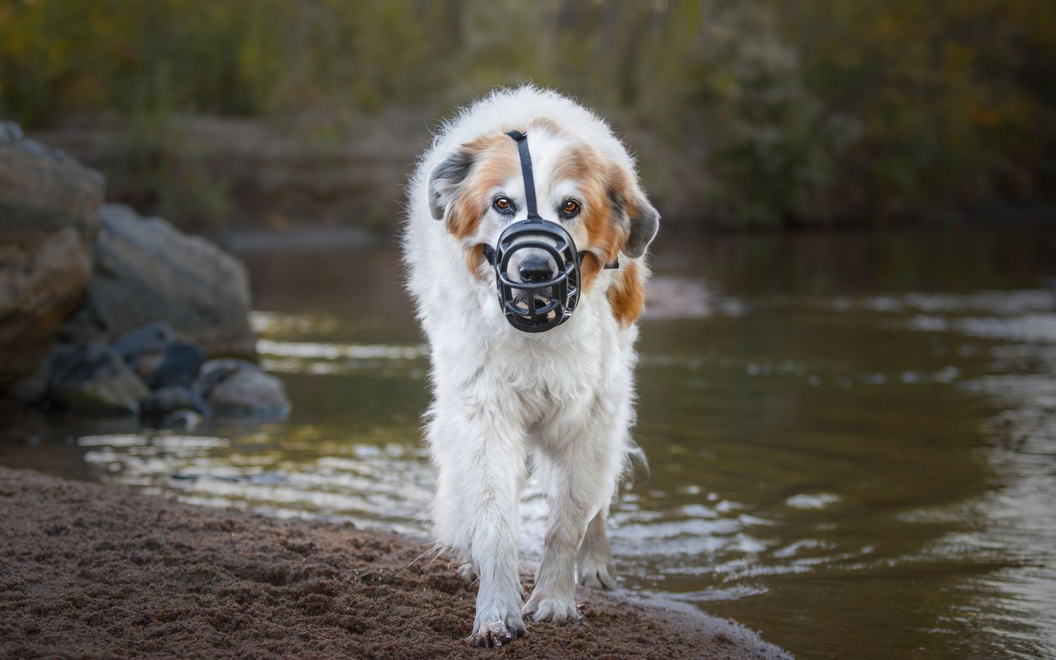 Saint Bernard mix dog wearing muzzle walking along riverbank with water in background.