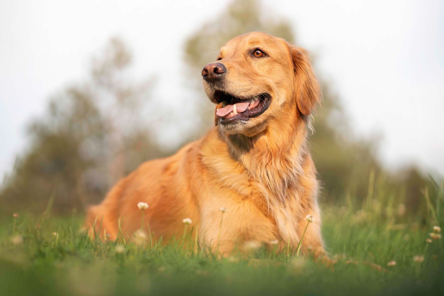 Golden retriever sitting in a green meadow with wildflowers, mouth open in a happy expression, with soft blurred trees in the background.