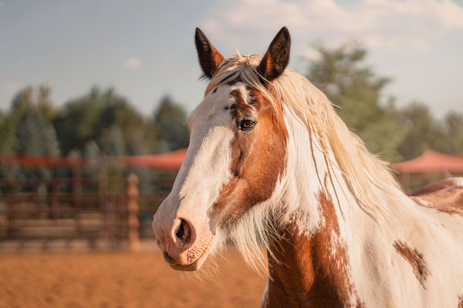 A beautiful chestnut and white paint horse with a flowing blonde mane stands in a sunny outdoor arena.