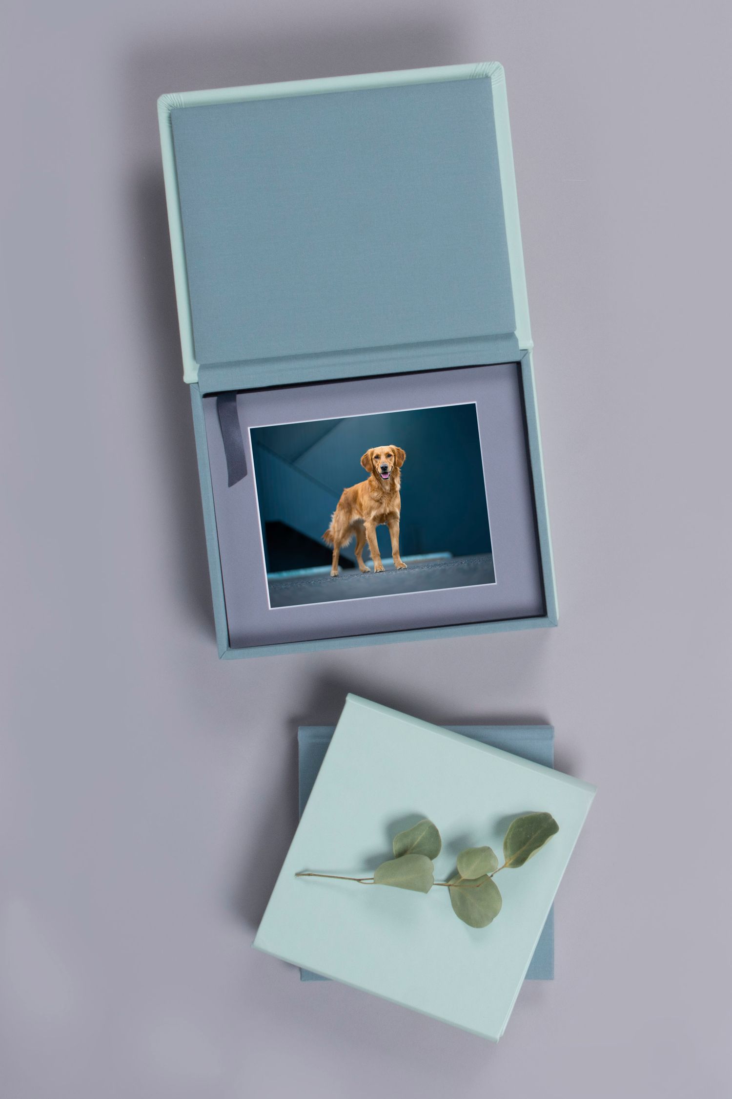 Light blue gift box open displaying a golden retriever photo print, with a eucalyptus sprig on the lid.