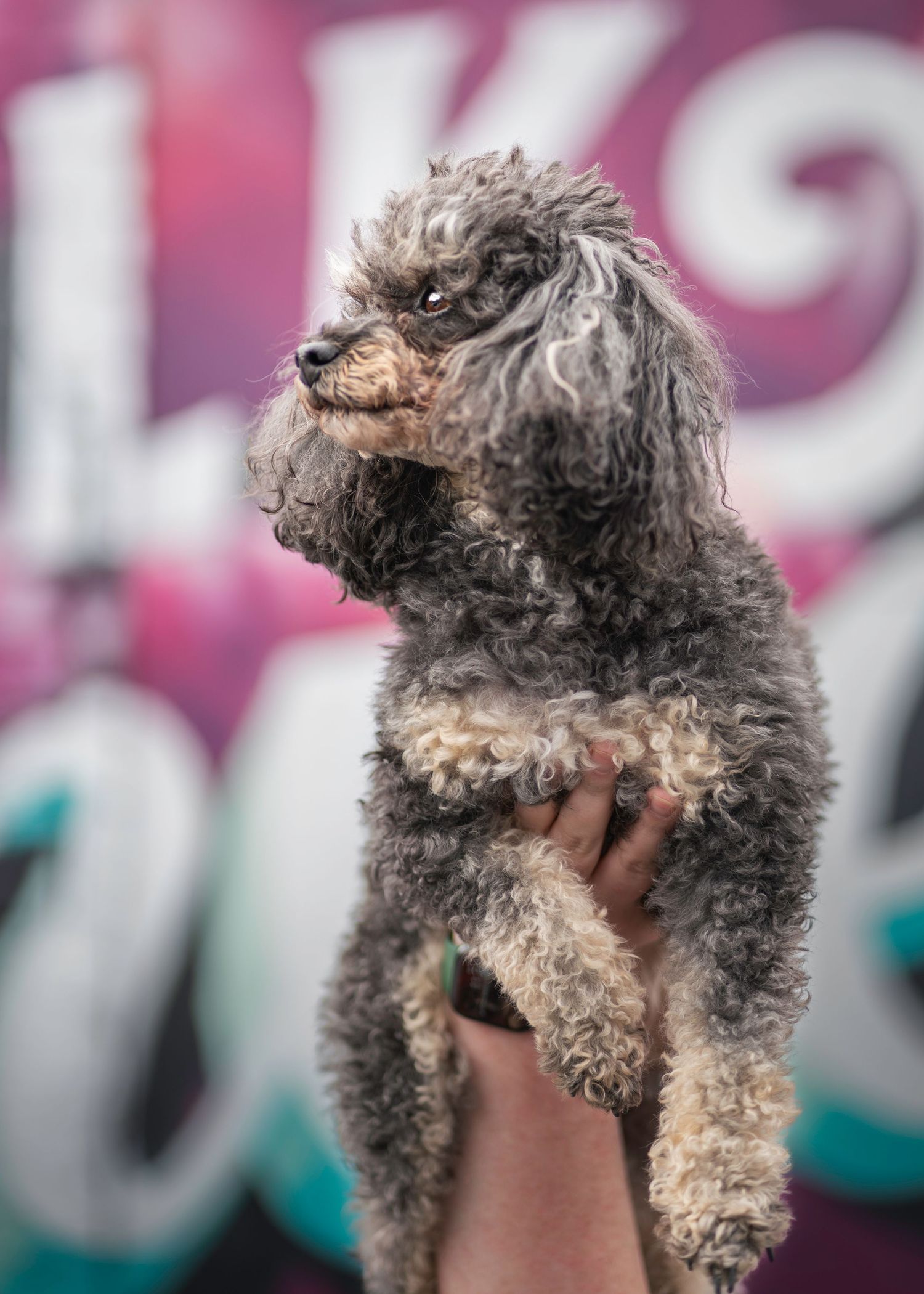 A curly-haired poodle with expressive eyes looks to the side against blurred pink background.