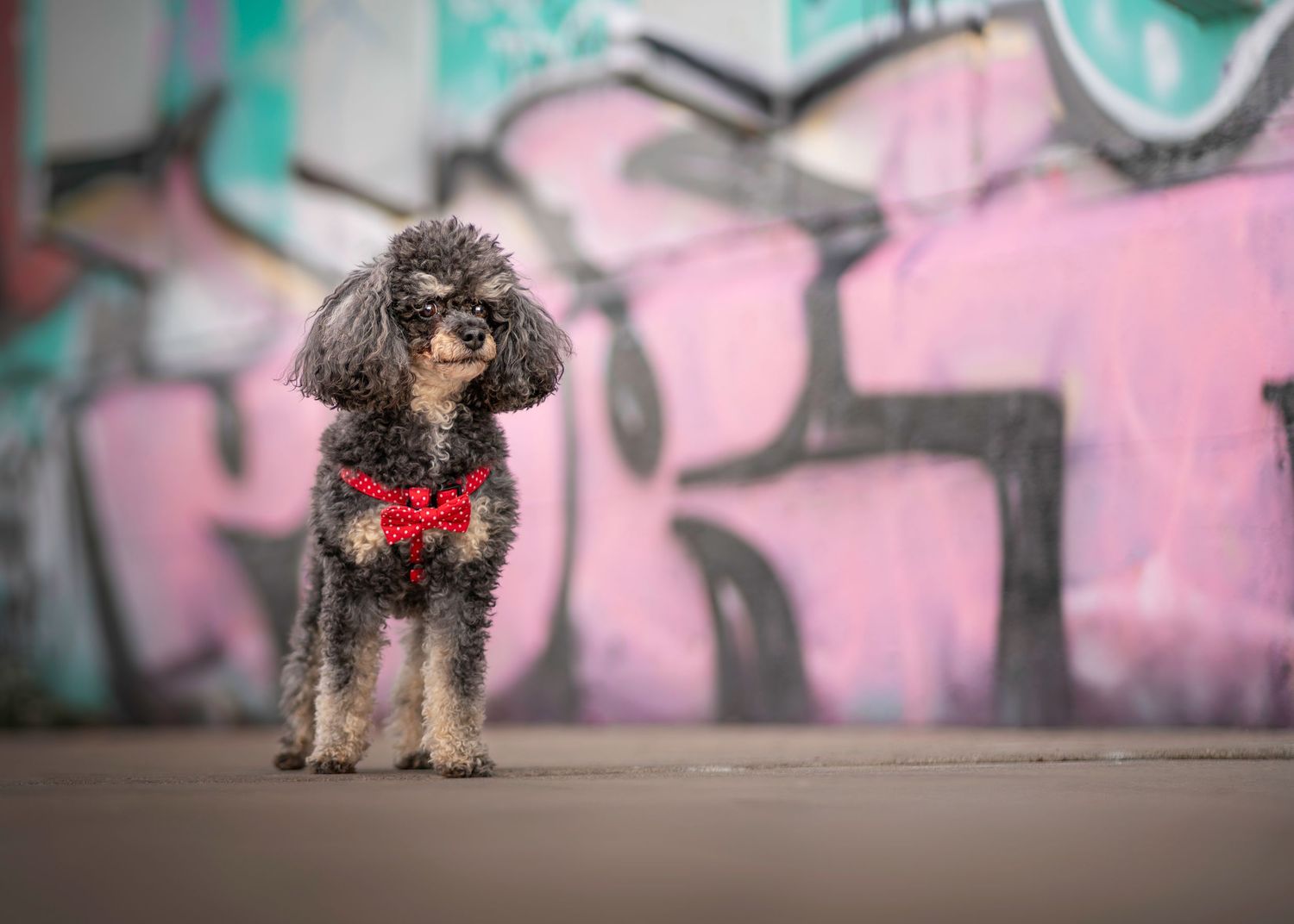 Small black curly-haired dog posing in front of pink graffiti wall.