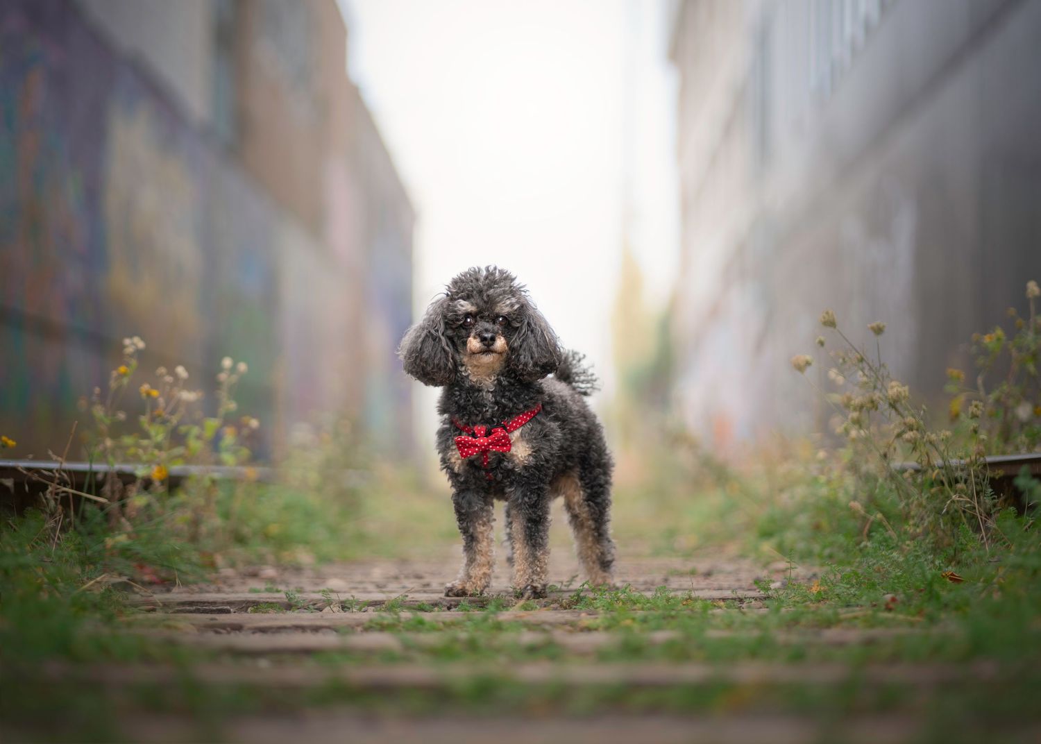 A small poodle wearing a red bow tie stands confidently in an urban alley with wildflowers.