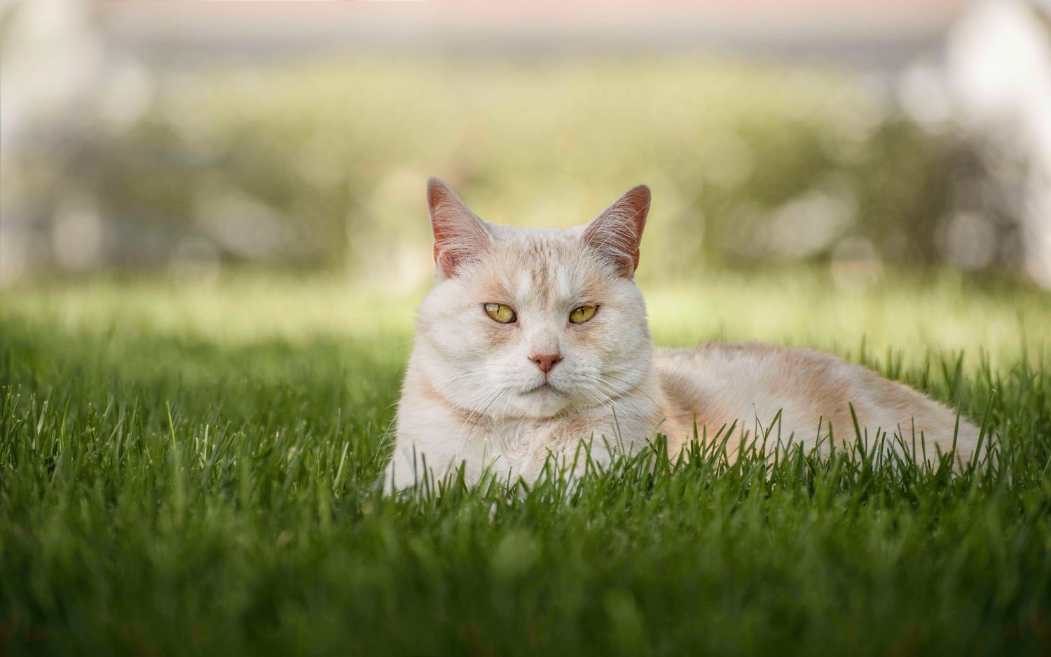 White cat with intense yellow eyes lying in green grass with soft bokeh background.