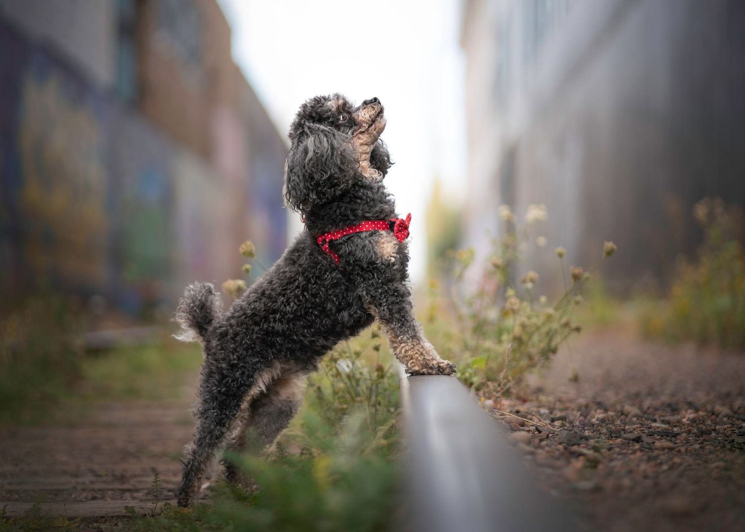 An energetic poodle with red collar jumps playfully in an urban alley setting.