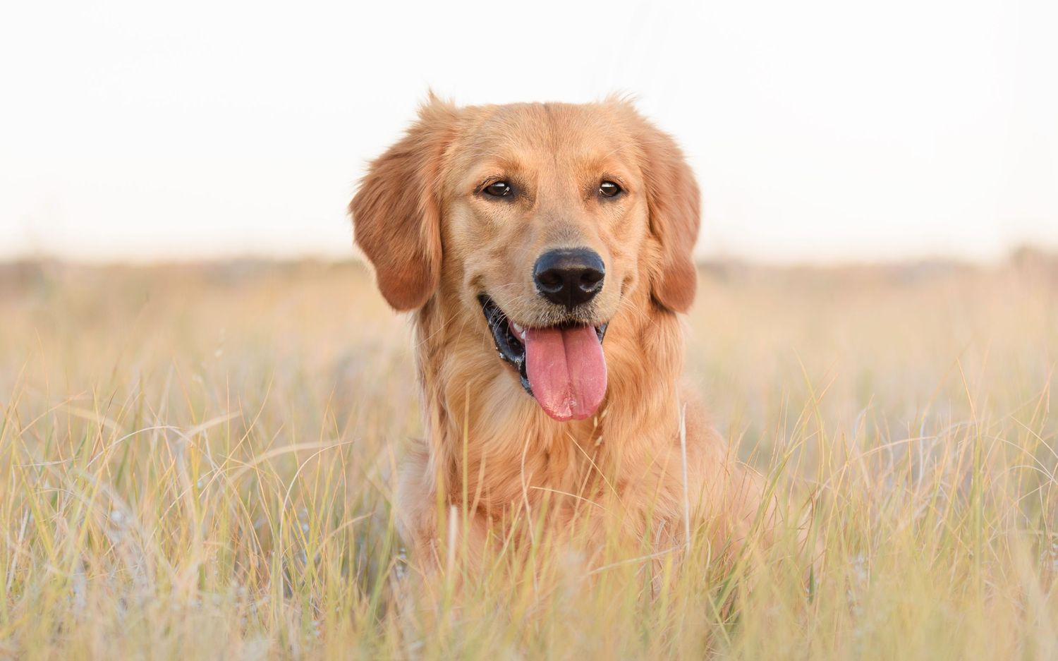 Golden retriever portrait in tall wheat field with natural golden bokeh background.