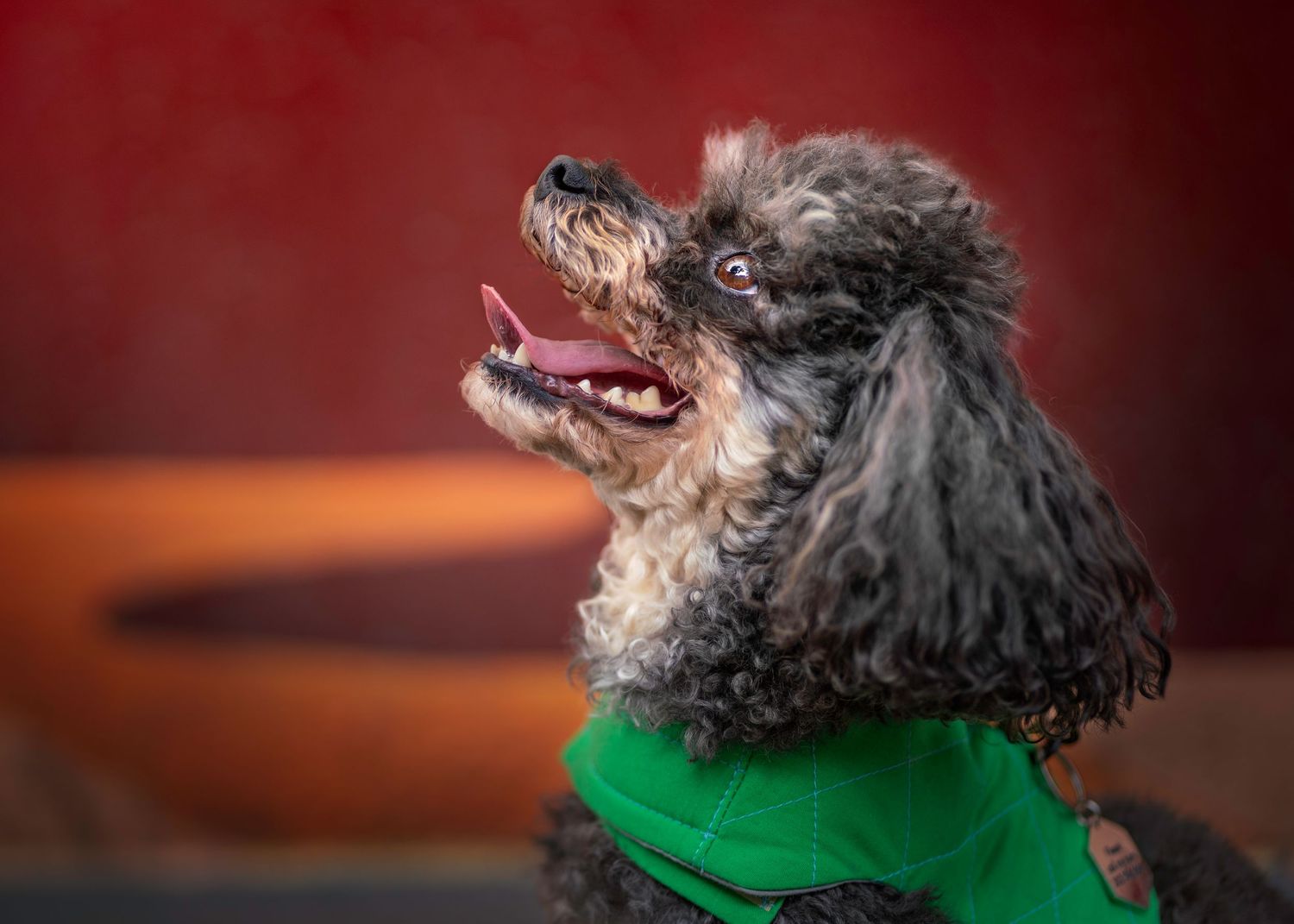 Curly-haired dog wearing green accessory photographed against warm red background.