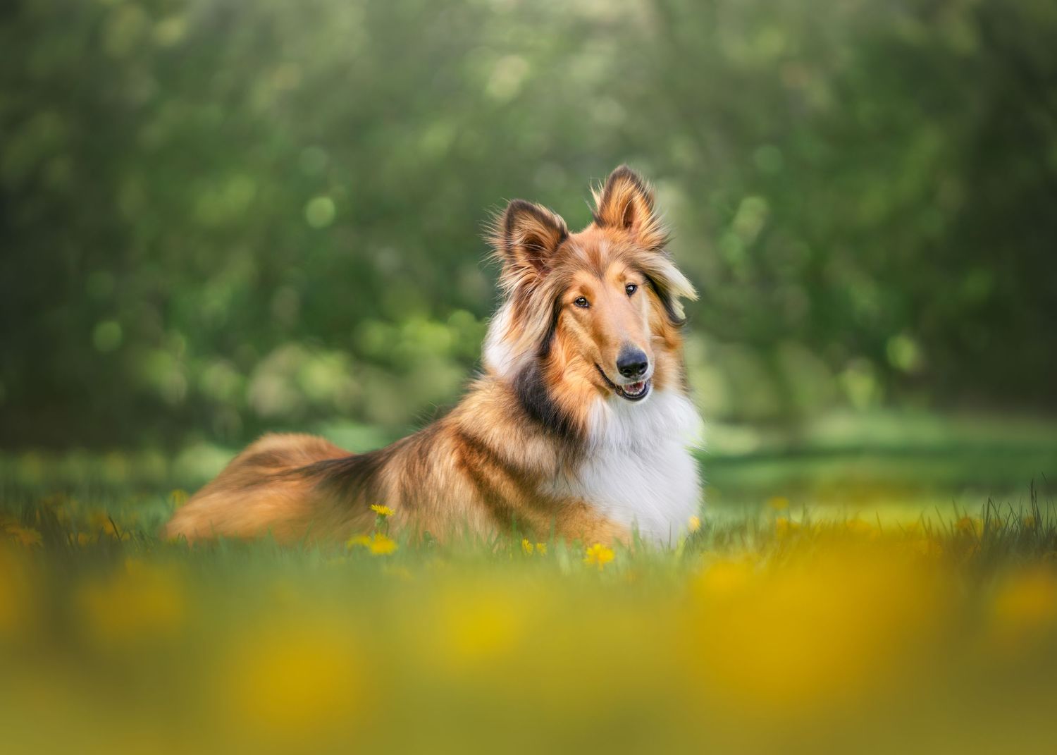 Collie dog lying in a meadow with yellow flowers and bokeh background.