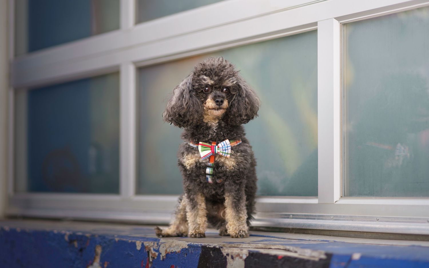 Curly-haired dog sitting on blue platform in front of white paneled wall.