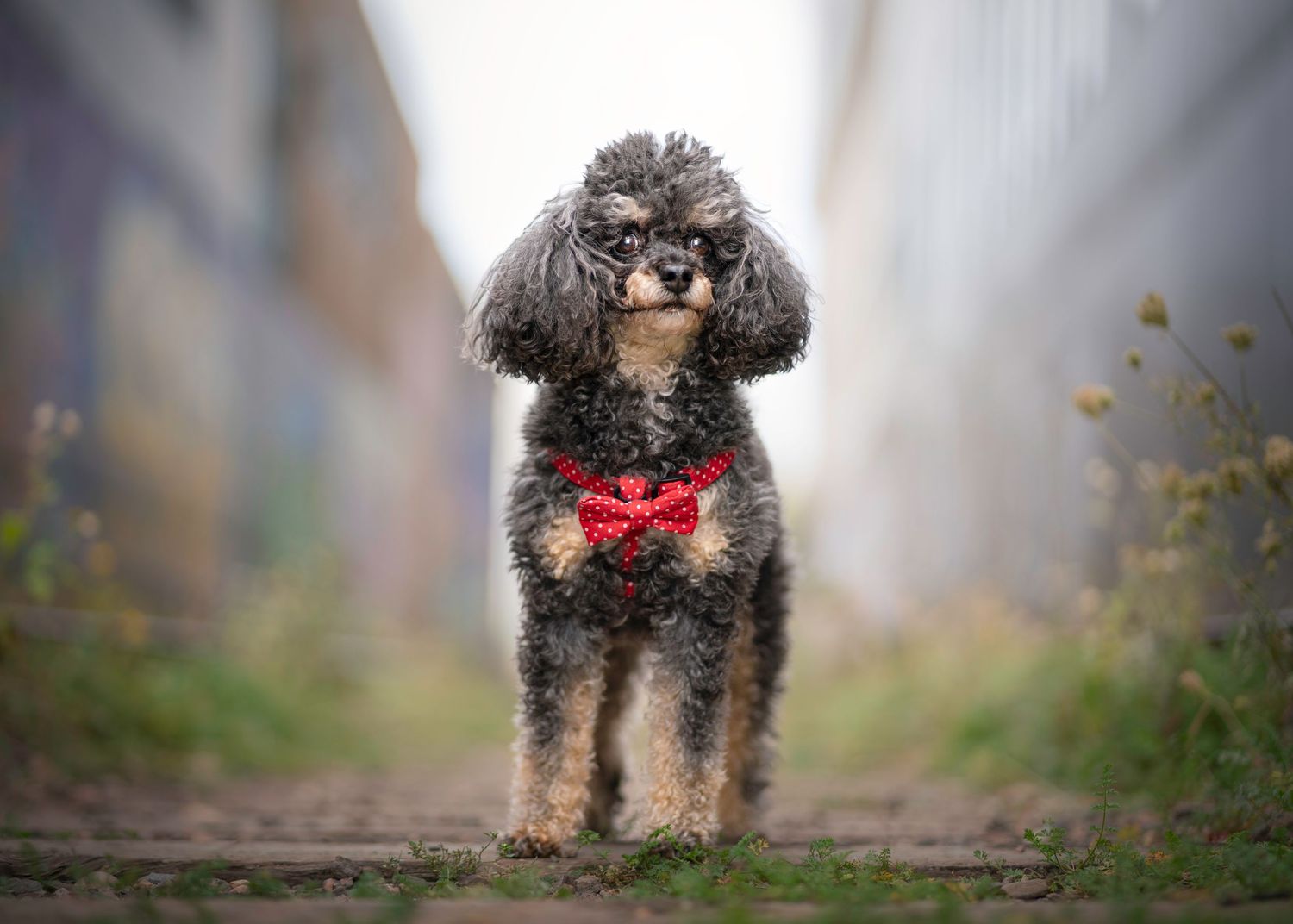A black poodle mix with fluffy fur and red bowtie poses in a misty urban alleyway.
