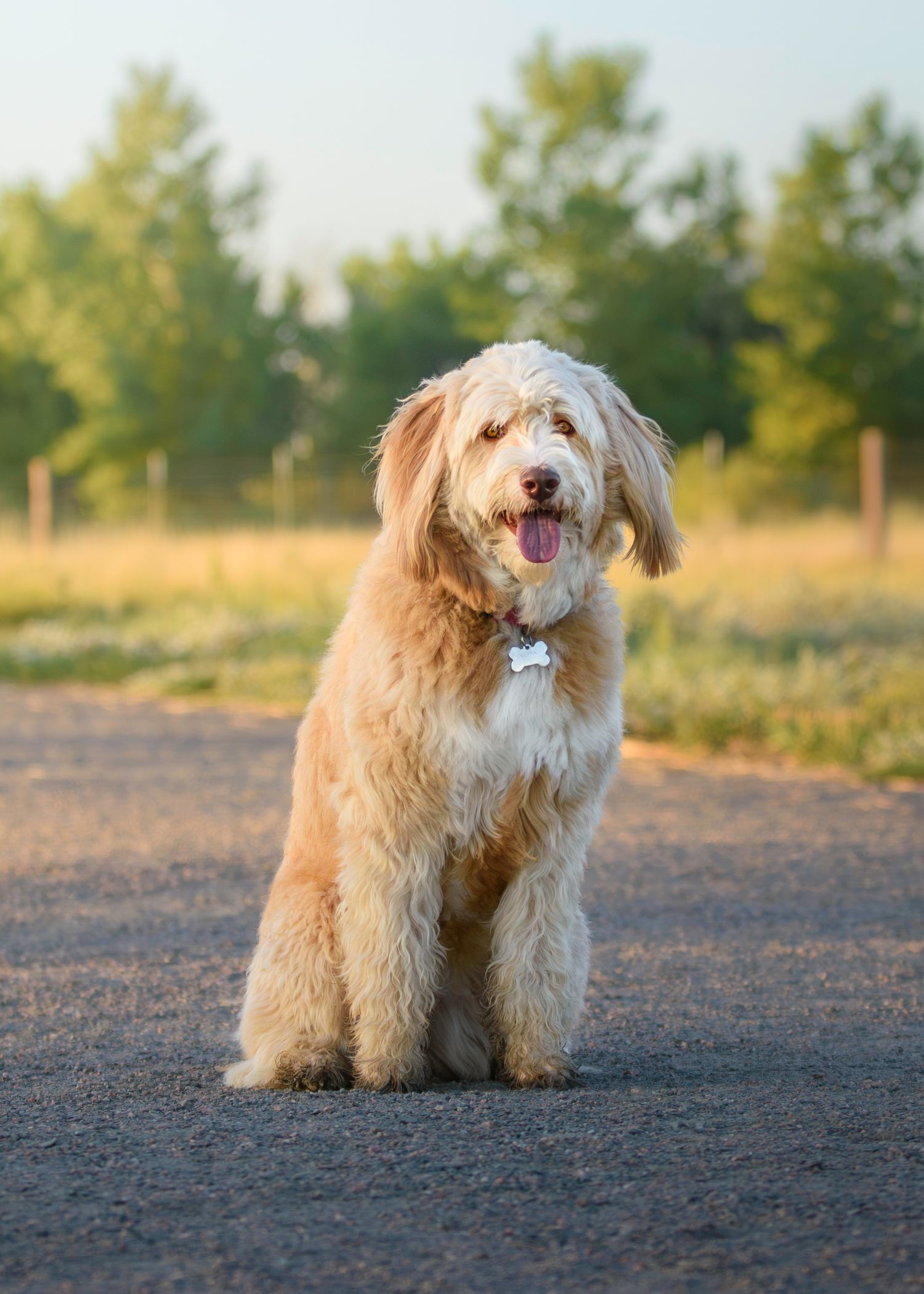 Fluffy goldendoodle dog sitting on dirt path with green trees in background during golden hour.