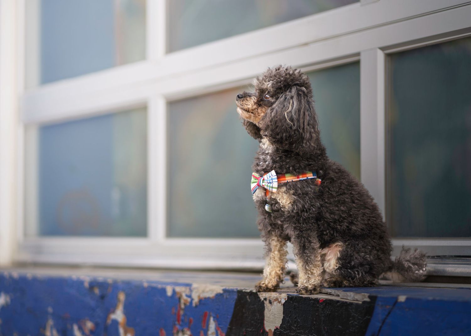 Small black poodle mix standing alertly on blue surface near window wall.