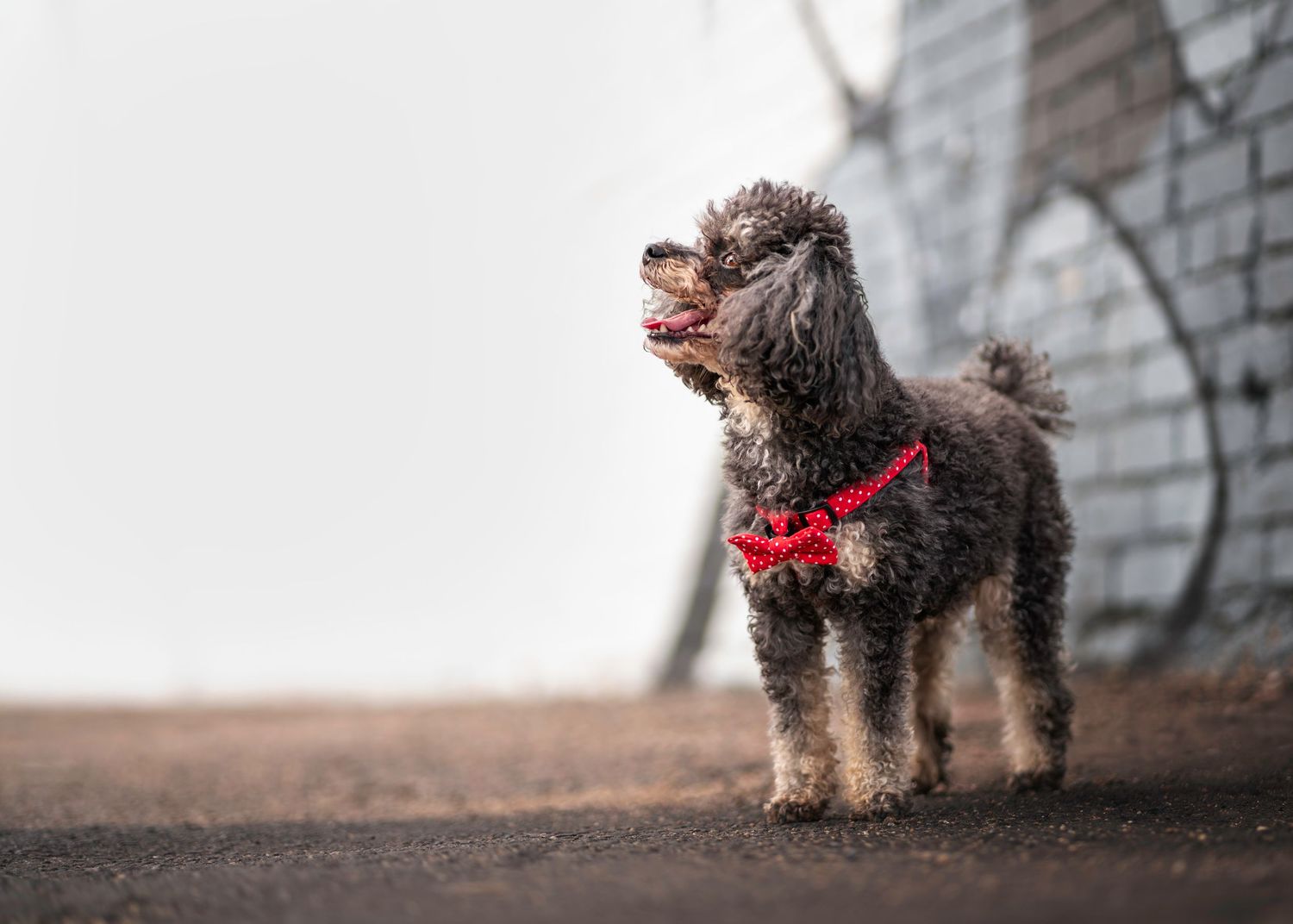 A dark curly-haired dog wearing a red bowtie stands on foggy ground near a concrete wall.
