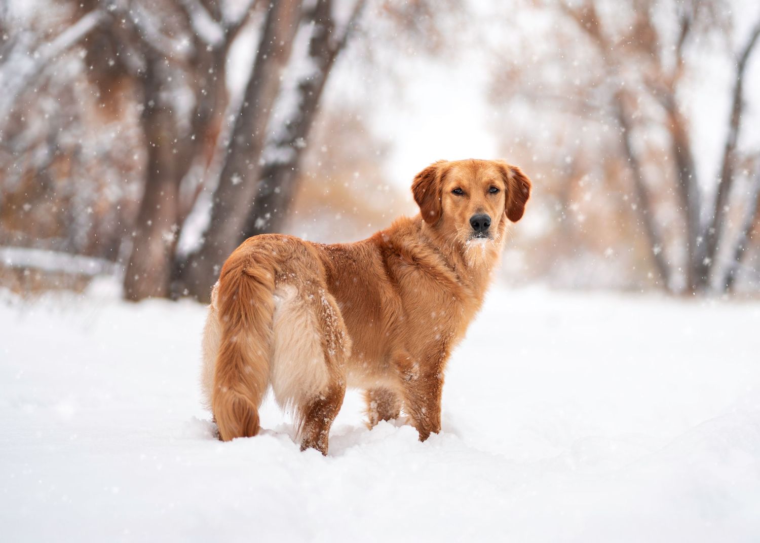 Golden retriever standing alert in snowy winter landscape with trees in background.