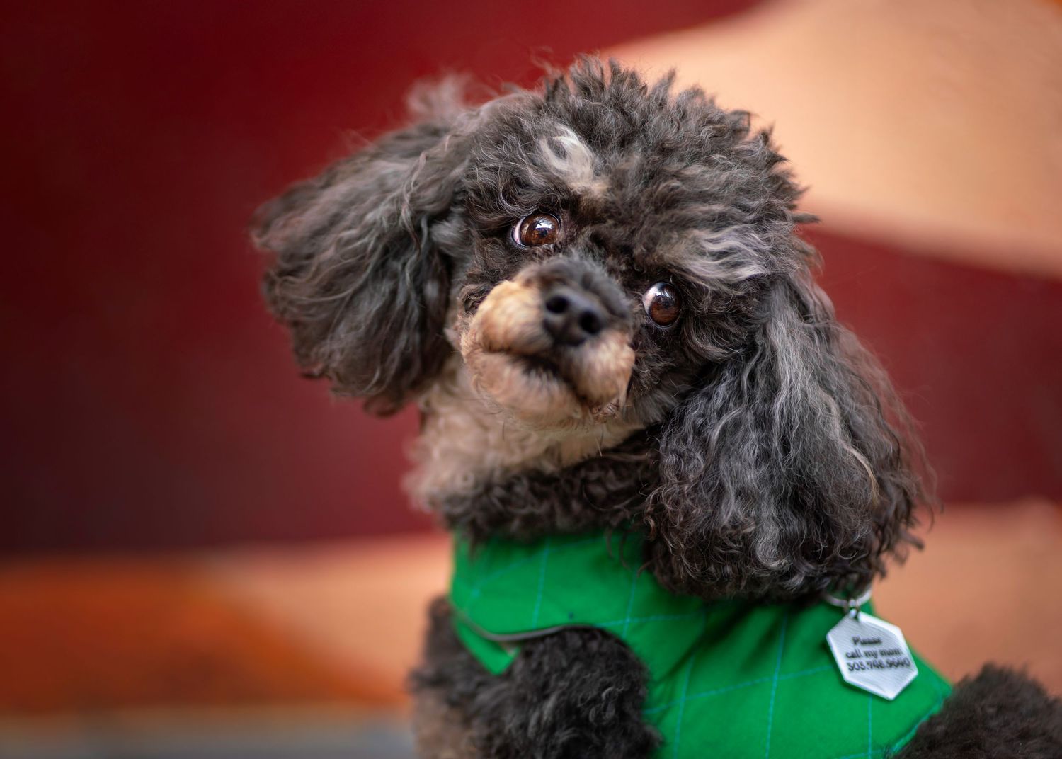 Small dog with curly black fur wearing green outfit photographed against warm background.