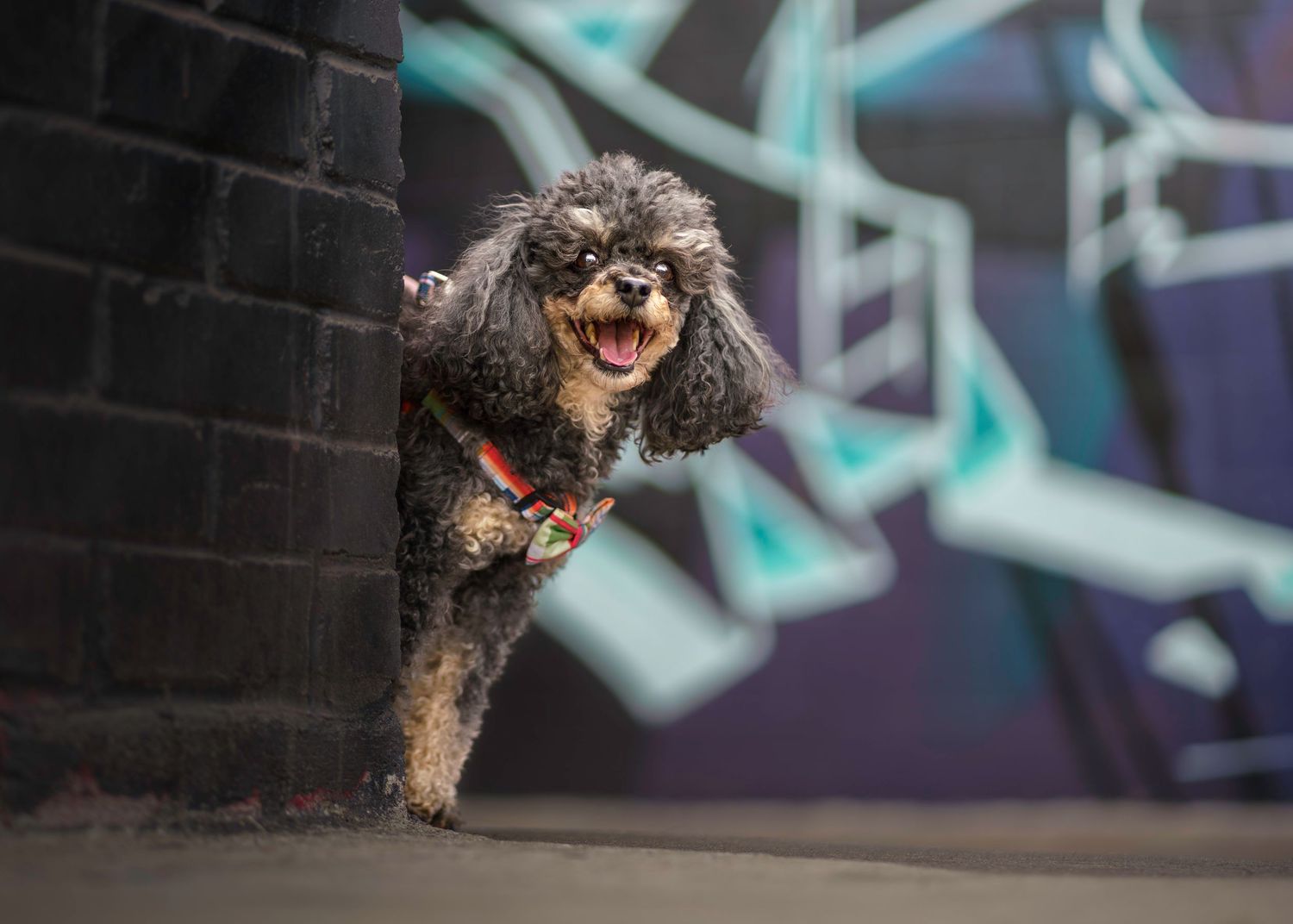 Small curly-haired dog with dark fur photographed against urban wall with blue graffiti.